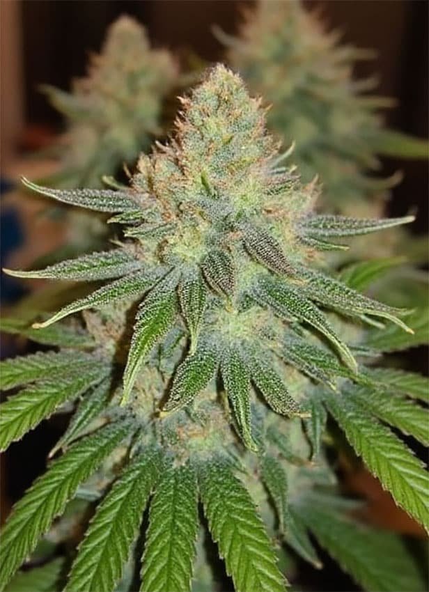 Where can i buy godfather og strain