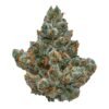 Looking to Buy Area 41 Strain online? Our Area 41 cannabis strain online store offers high quality Area 41 Strain for sale. Get affordable Area 41 Strain online with shipping today!