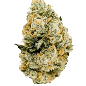 Looking to Buy Krypto Chronic Strain? Discover the Best place to buy Krypto Chronic Strain online for premium quality, potent THC levels, and fast shipping. Buy Krypto Chronic Strain USA online today!