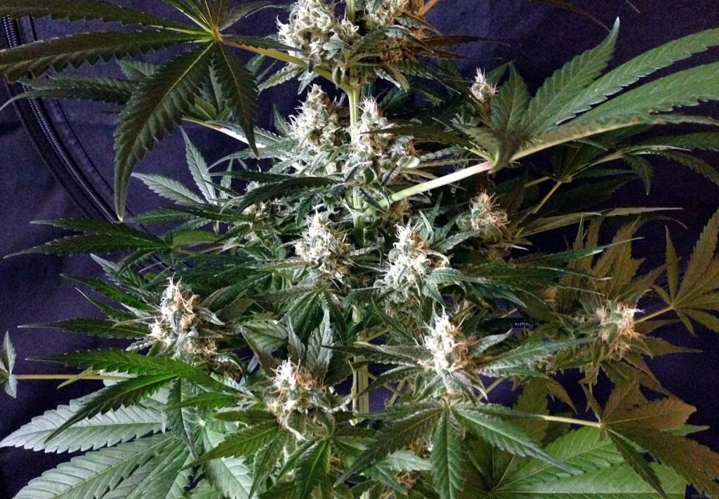 Top 10 Strongest Weed Strains to Try in 2026 